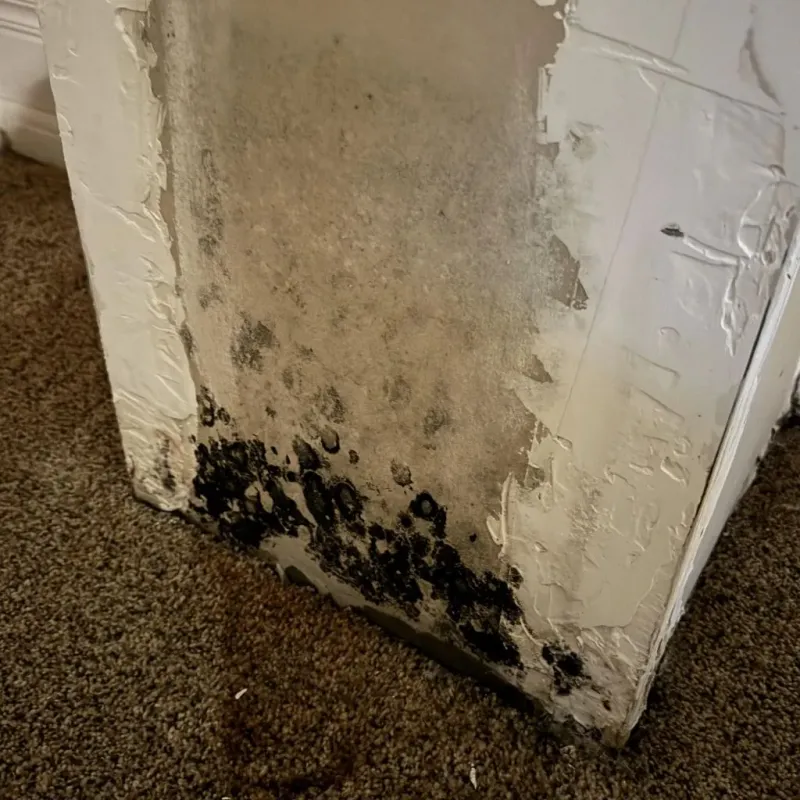Professional Mold Removal in Water Valley, MS